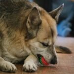 Choking Hazard Prevention: How to Choose Safe Dental Toys for Your Dog