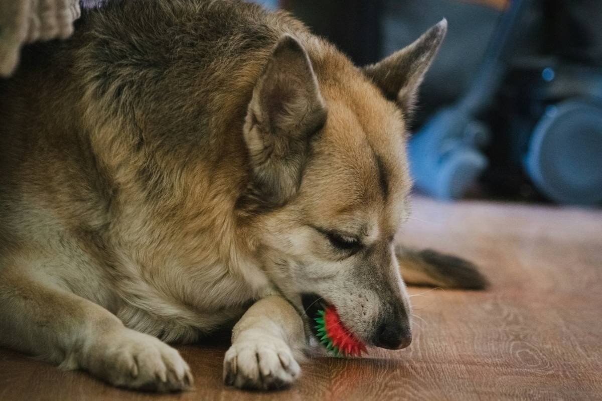 Choking Hazard Prevention: How to Choose Safe Dental Toys for Your Dog