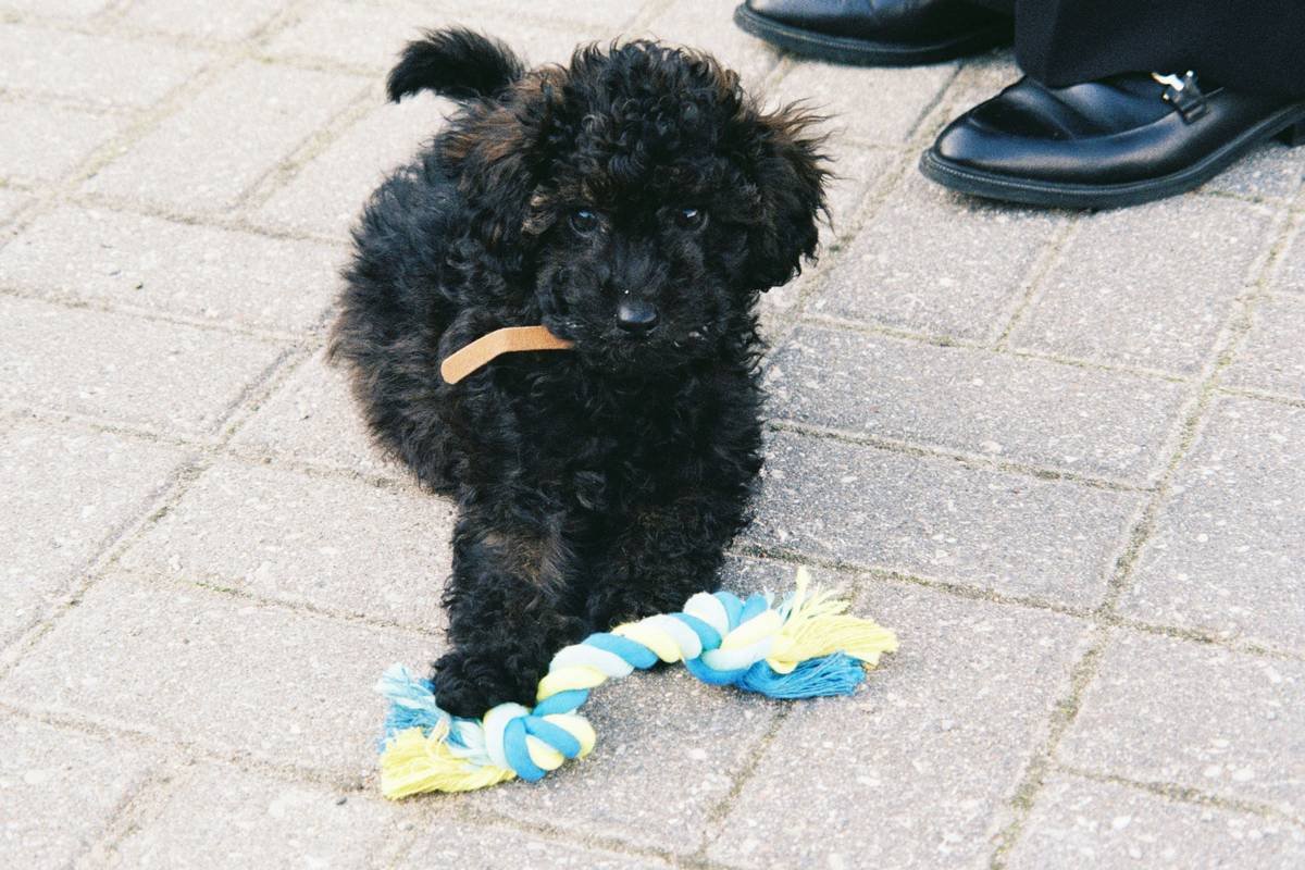 Comparison chart showing effectiveness of different pet interactive chew types: VOHC-approved rubber toys remove 37% more plaque than non-approved nylon chews