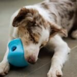 Dental Toy Safety Protocol: What Every Pet Parent Must Know Before Buying Chew Toys