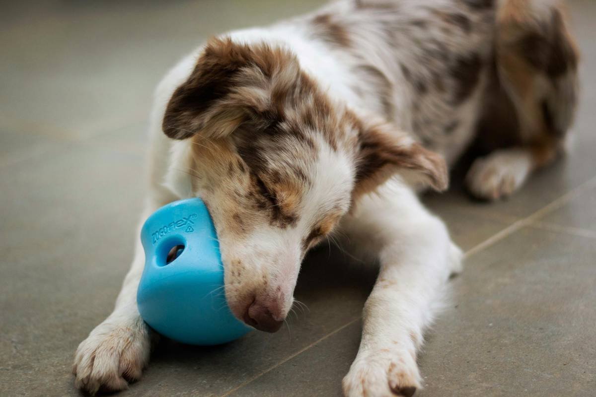 Dental Toy Safety Protocol: What Every Pet Parent Must Know Before Buying Chew Toys