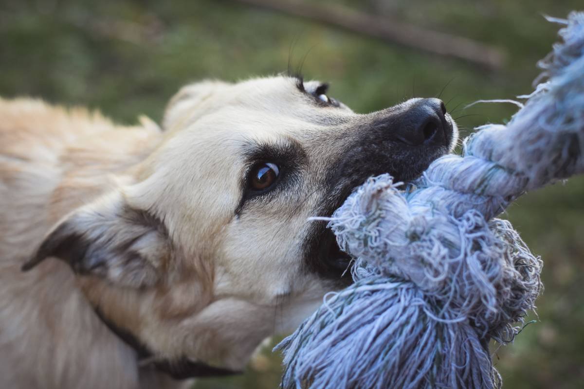 Infographic comparing ISO 8124, ASTM F963, and EN71 safety standards for pet dental toys