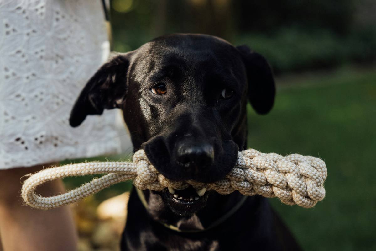 Is Your Dog’s Breath Warning You? Why a Dog Plaque Toy Might Be the Dental Hero You’ve Been Missing