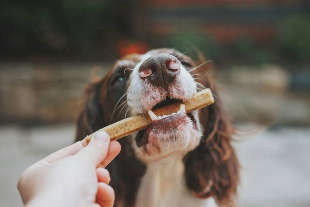 The Best Plaque Control Toy for Dogs: Vet-Approved Picks That Actually Work