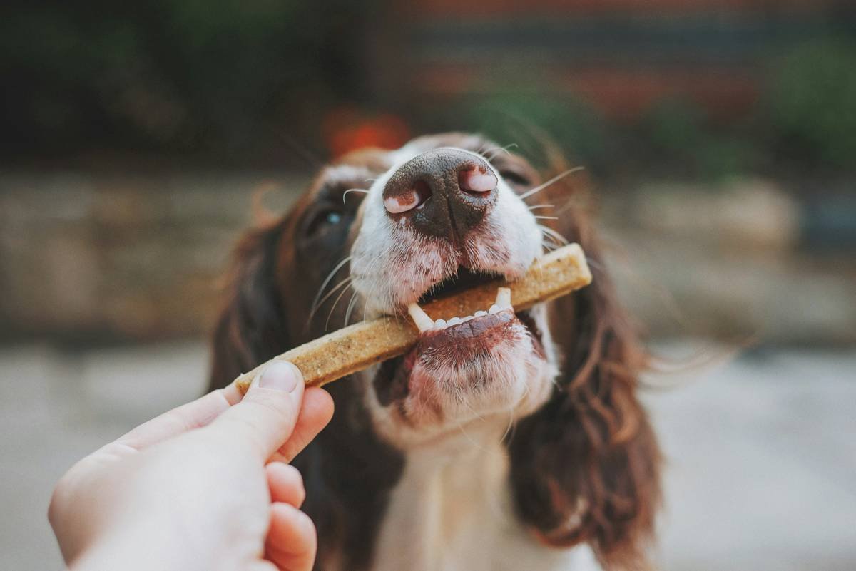 The Best Plaque Control Toy for Dogs: Vet-Approved Picks That Actually Work
