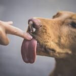 What Is the Safe Dental Toy Standard? A Vet-Backed Guide to Protecting Your Pet’s Teeth