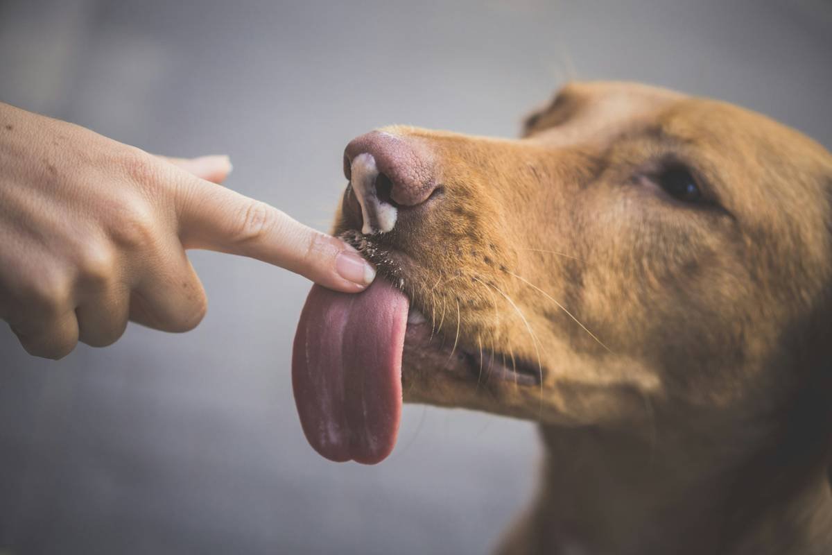What Is the Safe Dental Toy Standard? A Vet-Backed Guide to Protecting Your Pet’s Teeth