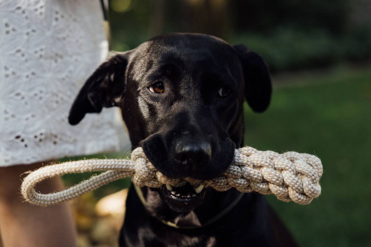 Why Safety Certifications Matter for Your Dog’s Dental Toys (And How to Spot the Fakes)