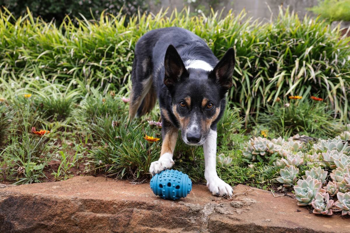 Why Your Dog’s Breath Isn’t Just “Normal”—And How the Right Dental Play Toy Can Save Their Teeth (and Your Wallet)