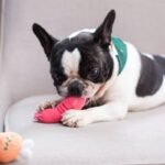 Why Your Dog’s Breath Still Stinks—And How Dental Toy Play Can Actually Fix It