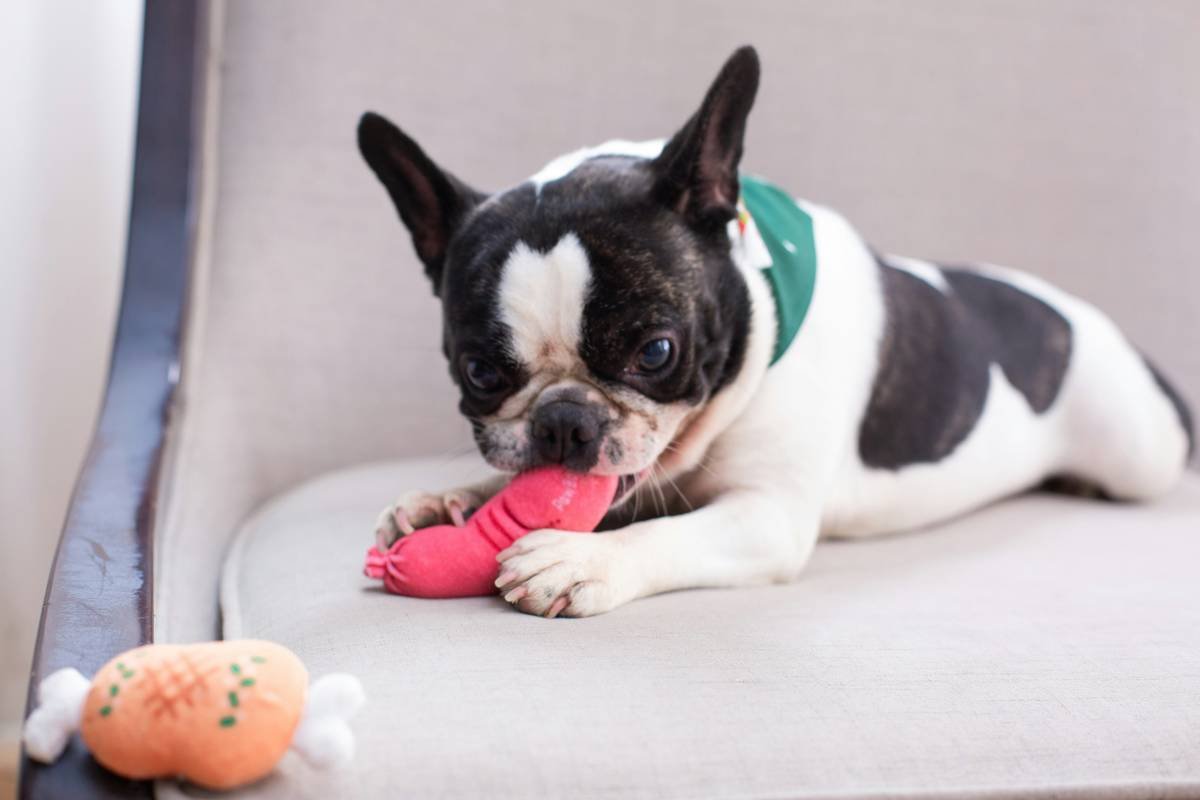 Why Your Dog’s Breath Still Stinks—And How Dental Toy Play Can Actually Fix It