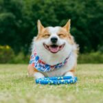 Why Your Dog’s Breath Still Stinks—Even With an Interactive Pet Toy (And How to Fix It)