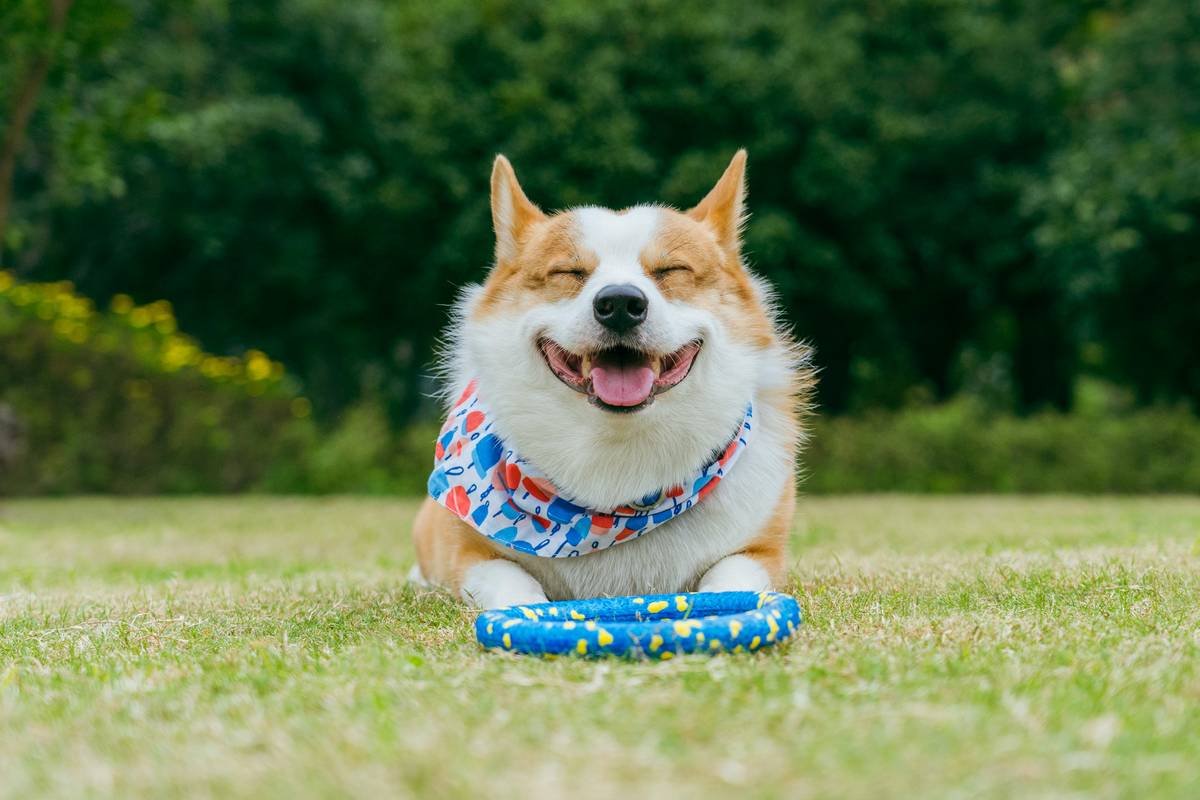 Why Your Dog’s Breath Still Stinks—Even With an Interactive Pet Toy (And How to Fix It)