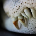 Why Your Dog’s Breath Stinks (And How Pet Dental Play Can Save Your Couch)