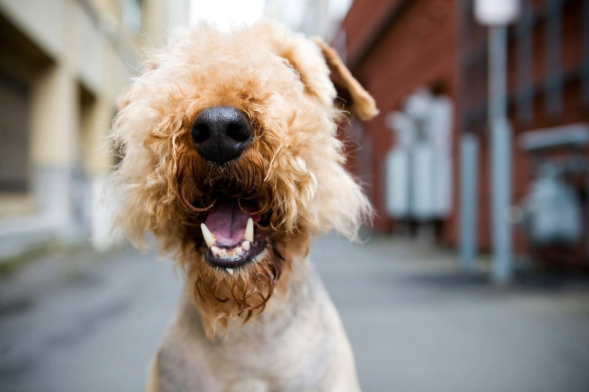 dog teeth cleaning: The Overlooked Lifeline Your Pup Actually Needs
