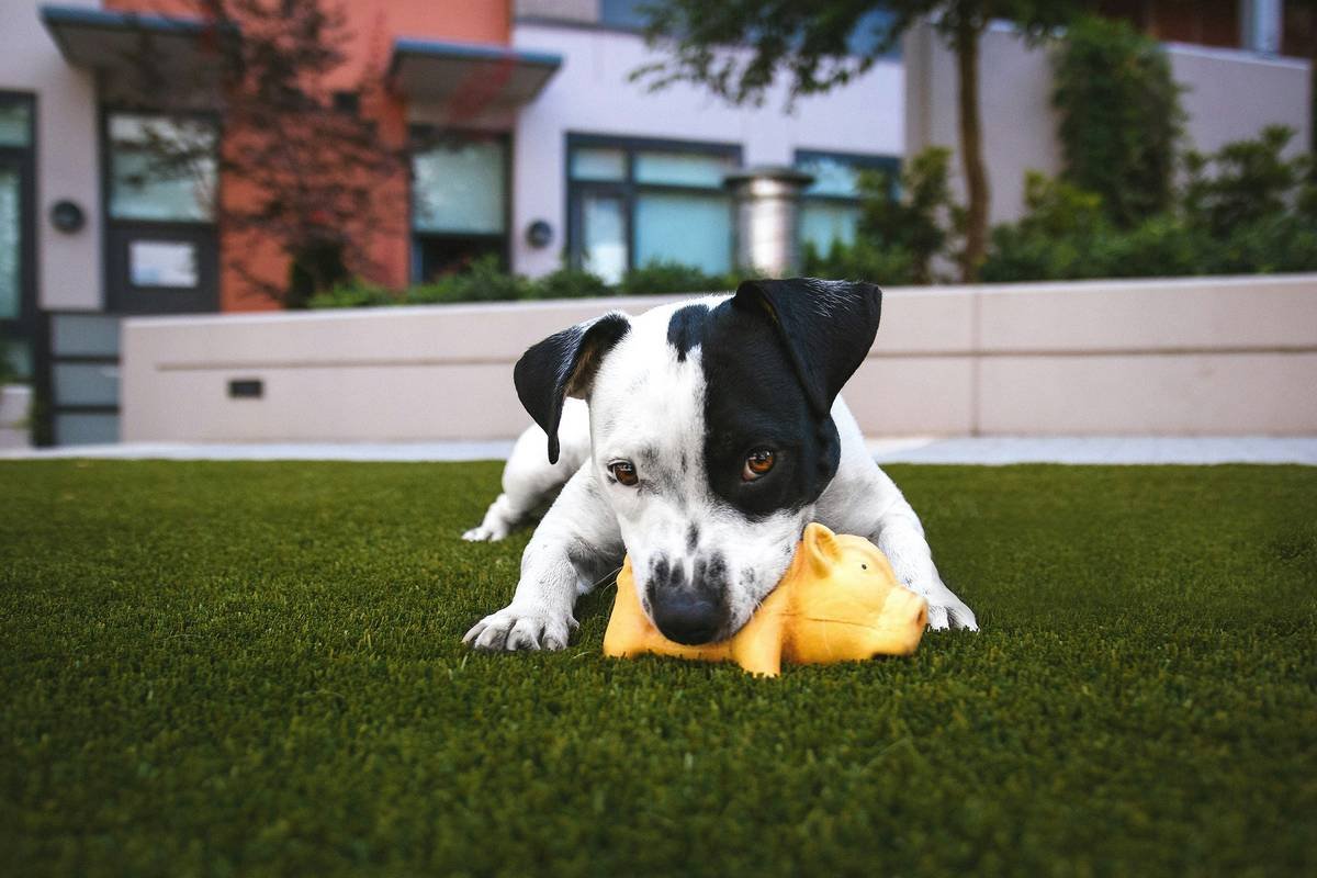 Comparison of dental toy activity options for dogs showing plaque reduction rates