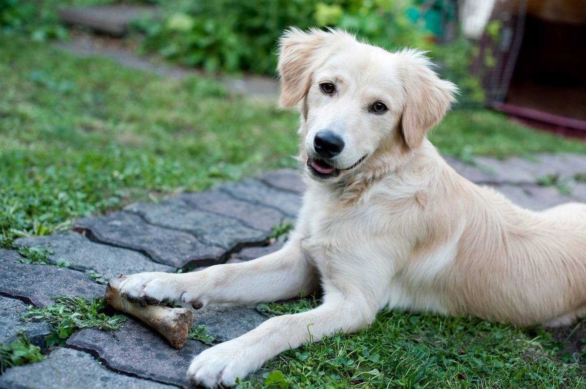 Golden Retriever chewing a durable plaque cleaning chew designed for molar scrubbing