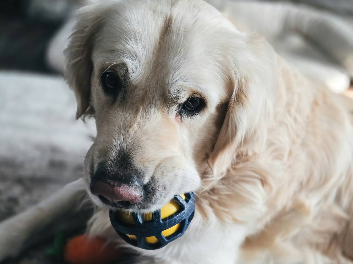 Infographic showing 37% plaque reduction in dogs using VOHC-approved interactive dental toys vs. non-interactive chews after 28 days