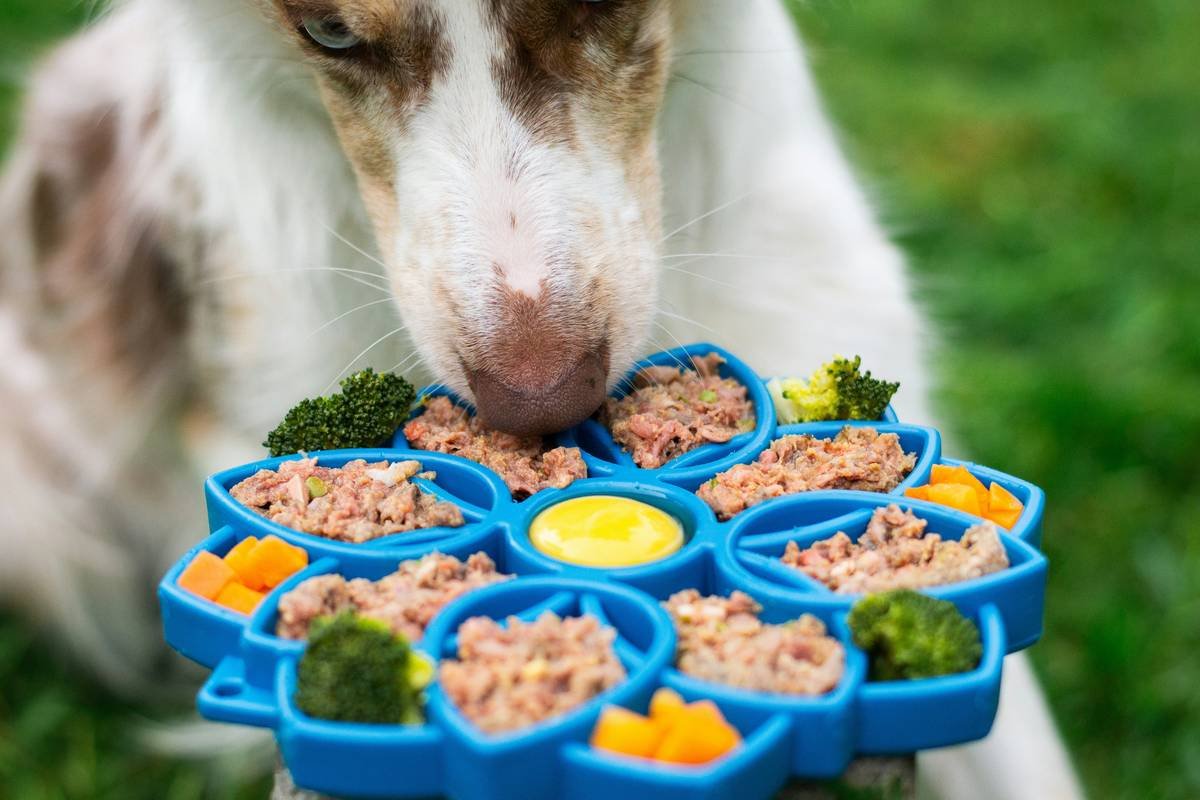 Interactive Pet Play: Why Dental Toys Are Your Dog’s Secret Weapon for Health & Happiness