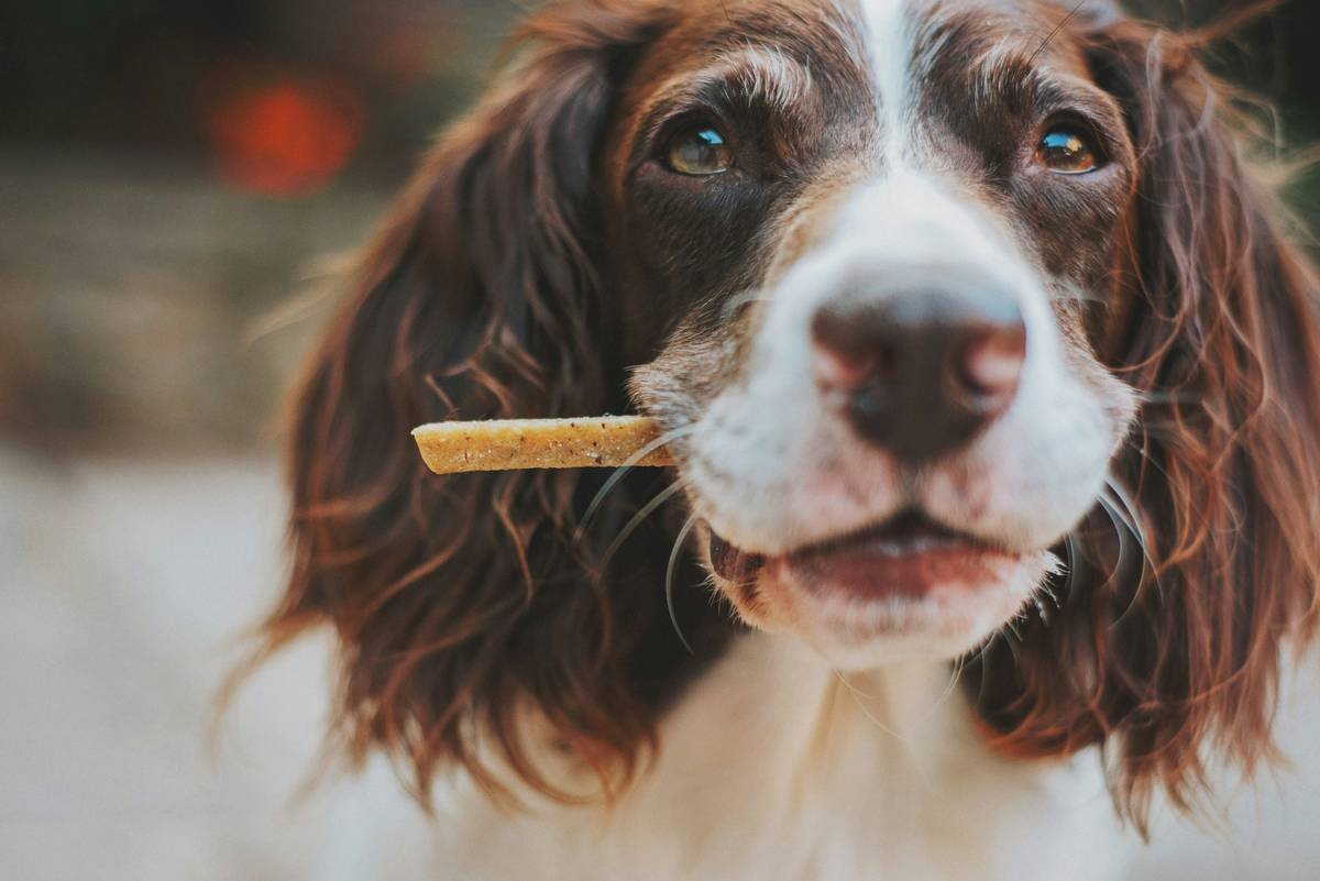 dog teeth cleaning with textured dental chew toy reducing plaque