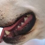 pet plaque remover: The Truth About What Actually Works for Your Dog’s Dental Health