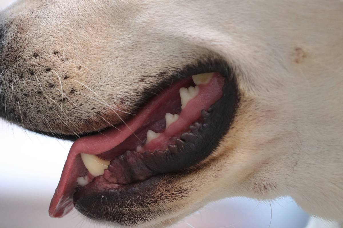 pet plaque remover: The Truth About What Actually Works for Your Dog’s Dental Health