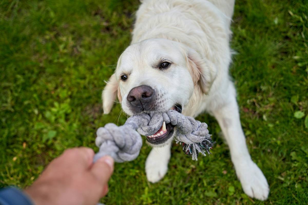 Golden Retriever actively chewing a plaque control chew with visible ridges for tartar removal