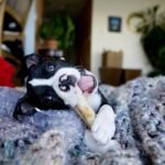 Why Your Dog Needs a Plaque Cleaning Chew—Not Just Another Toy