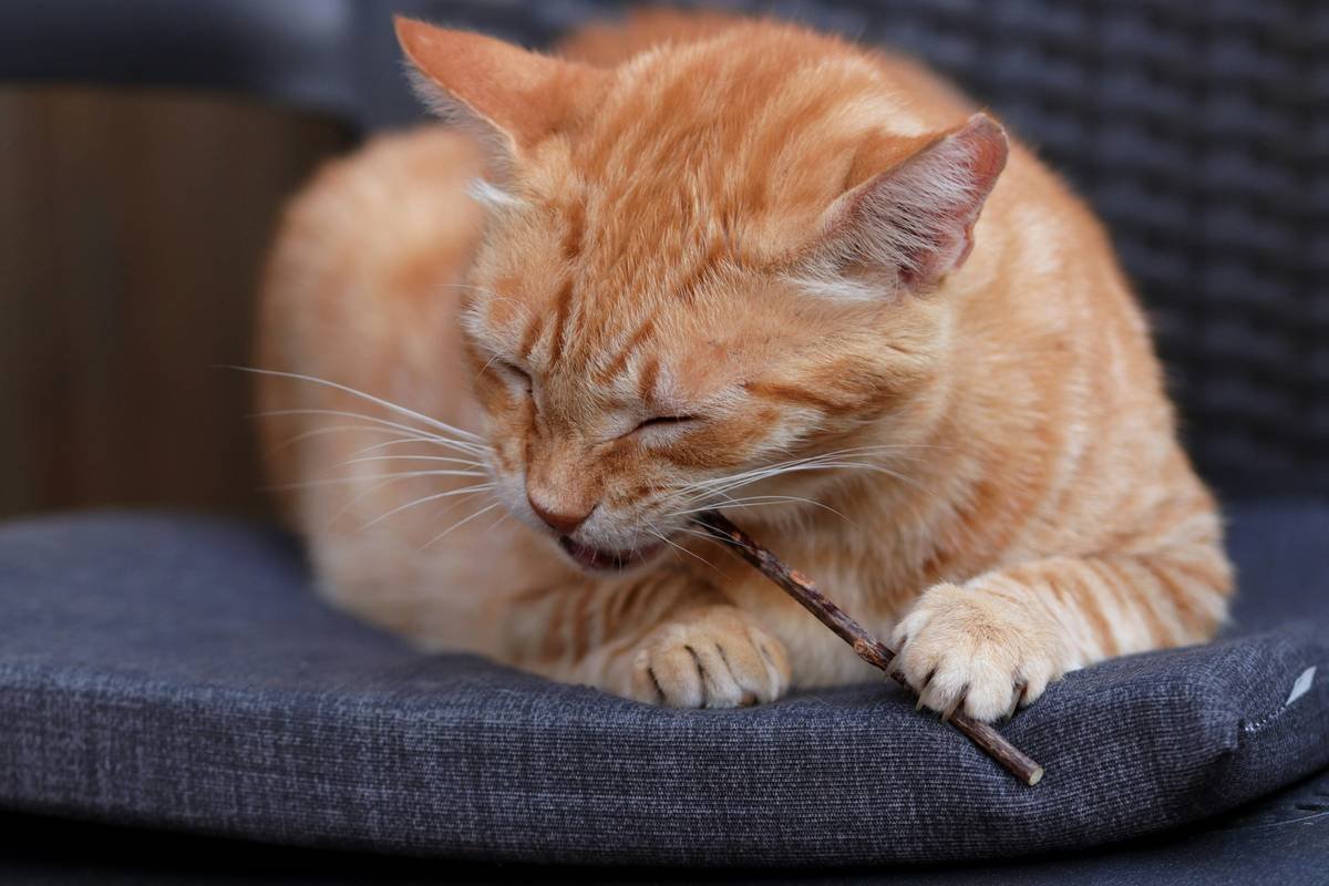 Why Your Pet Needs a Dental Toy Activity—Not Just Another Chew