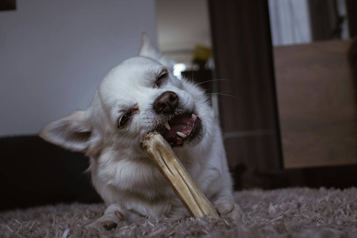 Why Your Pup’s Dental Toy Could Be Doing More Harm Than Good: The Truth About Age-Appropriate Dental Toys